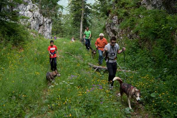 Sled dogs