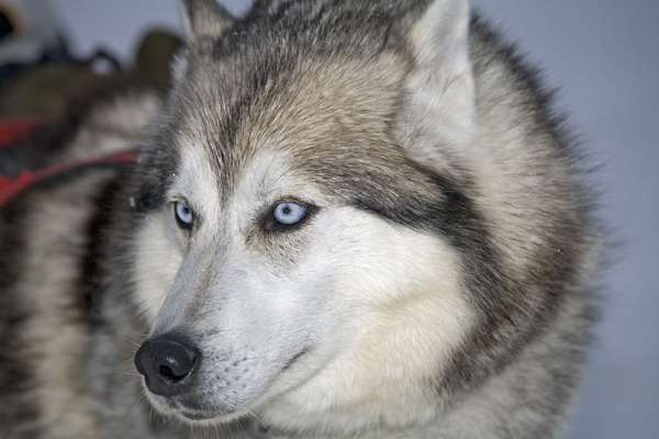 Chiens de traineaux
