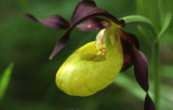 Sentier botanique des orchidées