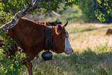 Les vaches de la Culaz