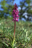Sentier botanique des orchidées