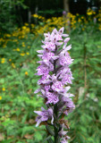 Sentier botanique des orchidées