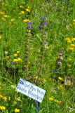 Sentier botanique des orchidées