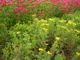 Des plantes à boire