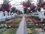 Plantation
