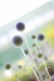 Fleurs