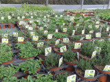 Plantes aromatiques