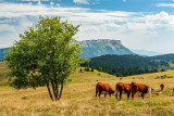 Tour des Bauges - Vaches