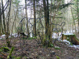 Sculpture de l'ours - Sentier des étoiles Aillon le Jeune_Aillon-le-Jeune
