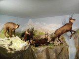 Chamois naturalisés