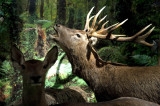 Cerf naturalisé