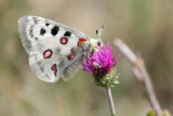 animation nature le monde des papillons