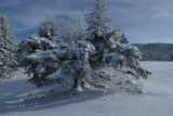 Paysage enneigé