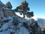 Paysage enneigé