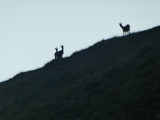Chamois