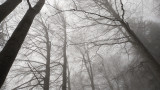 Brume