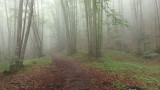 Brume en forêt