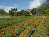 Plantes du Cul du bois