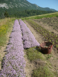 Plantes du Cul du bois