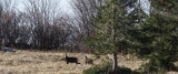 Chamois
