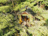 La cabane de Louise