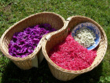 En plein été, la récolte d'une cueillette de Camomille, de Mauve et de Monarde
