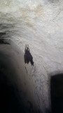 Chauve Souris
