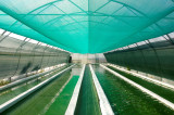 Spiruline des Bauges