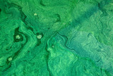 Spiruline des Bauges