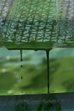 Spiruline des Bauges