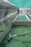 Spiruline des Bauges