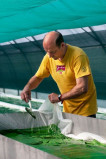 Spiruline des Bauges
