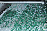 Spiruline des Bauges