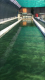 Spiruline des Bauges