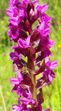 Orchids footpath_Aillon-le-Jeune
