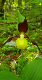 Orchids footpath_Aillon-le-Jeune