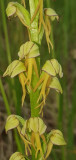 Orchids footpath_Aillon-le-Jeune