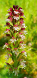 Orchids footpath_Aillon-le-Jeune