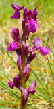 Orchids footpath_Aillon-le-Jeune