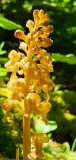 Sentier botanique des orchidées_Aillon-le-Jeune