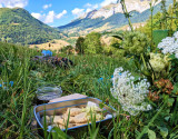 Balade gourmande aux plantes sauvages