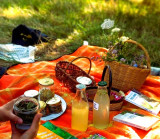 Balade gourmande : goûter aux plantes sauvages