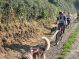 chien-redim3-170-252