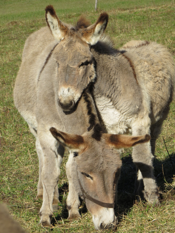 Eglantine et Kenia