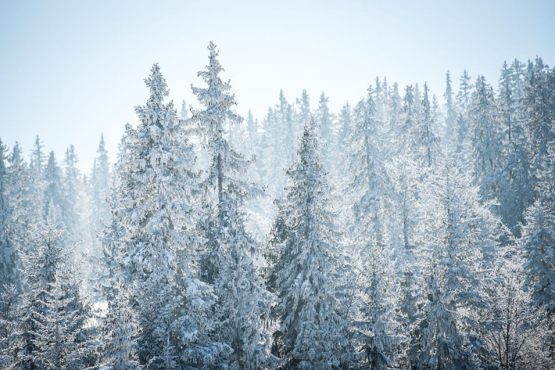 foret en hiver