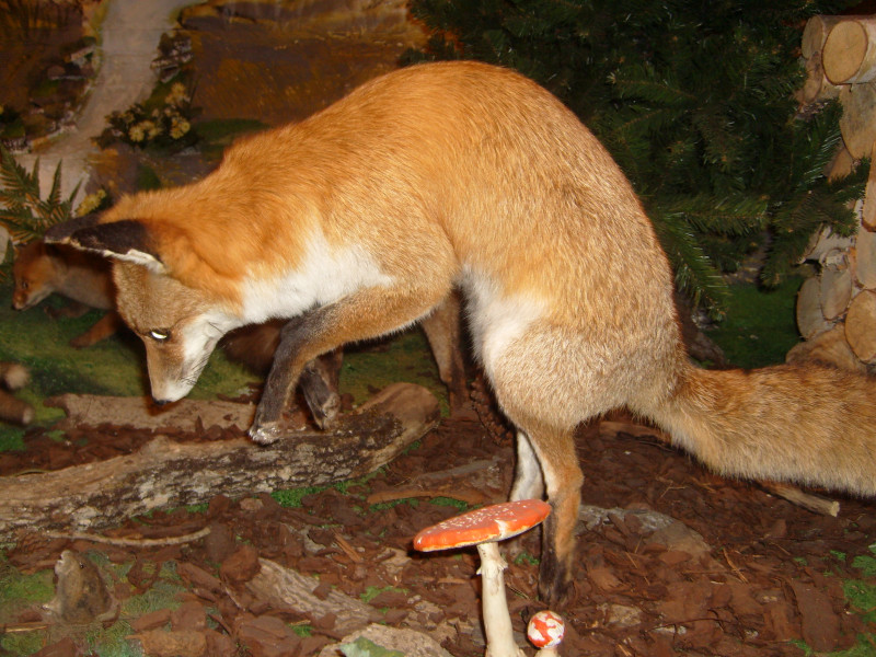 Renard naturalisé