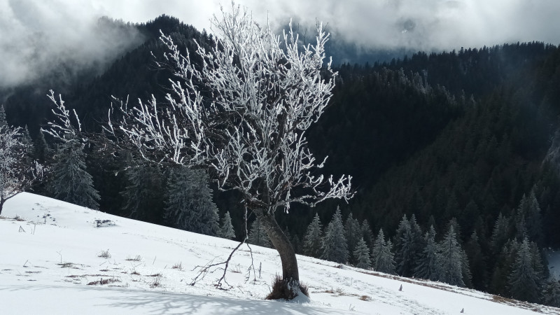 Paysage enneigé