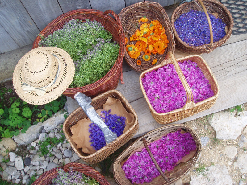 Plantes du Cul du bois
