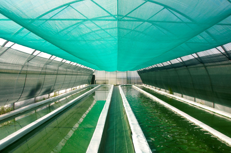 Spiruline des Bauges