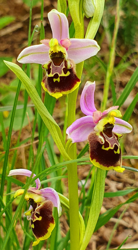 Orchids footpath_Aillon-le-Jeune
